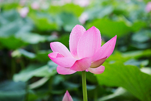 포토 JPG 주간 연꽃 사람없음 야외 아웃포커스 비 연잎 감성 양평 세미원 국내포토 자연요소 꽃 컨셉 잎 날씨 촬영기법 수목원 경기도 파일형식