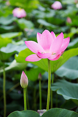 포토 JPG 주간 연꽃 사람없음 야외 아웃포커스 비 연잎 감성 양평 세미원 국내포토 자연요소 꽃 컨셉 잎 날씨 촬영기법 수목원 경기도 파일형식