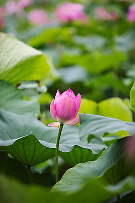포토 JPG 주간 연꽃 사람없음 야외 아웃포커스 비 연잎 감성 양평 세미원 국내포토 자연요소 꽃 컨셉 잎 날씨 촬영기법 수목원 경기도 파일형식