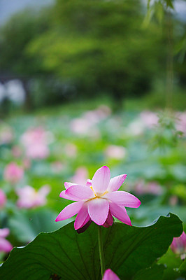 포토 JPG 주간 연꽃 사람없음 야외 아웃포커스 비 연잎 감성 양평 세미원 국내포토 자연요소 꽃 컨셉 잎 날씨 촬영기법 수목원 경기도 파일형식