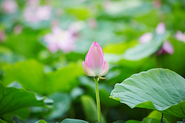 포토 JPG 주간 연꽃 사람없음 야외 아웃포커스 비 연잎 감성 양평 세미원 국내포토 자연요소 꽃 컨셉 잎 날씨 촬영기법 수목원 경기도 파일형식