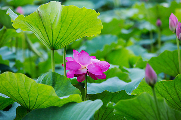 포토 JPG 주간 연꽃 사람없음 야외 비 연잎 감성 양평 세미원 국내포토 자연요소 꽃 컨셉 잎 날씨 수목원 경기도 파일형식