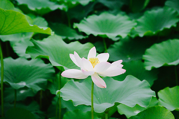 포토 JPG 주간 연꽃 사람없음 야외 비 연잎 감성 양평 세미원 국내포토 자연요소 꽃 컨셉 잎 날씨 수목원 경기도 파일형식