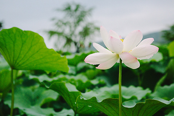 포토 JPG 주간 연꽃 사람없음 야외 비 연잎 감성 양평 세미원 국내포토 자연요소 꽃 컨셉 잎 날씨 수목원 경기도 파일형식