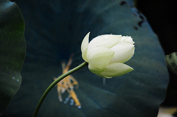 포토 JPG 주간 연꽃 사람없음 야외 비 연잎 감성 양평 세미원 국내포토 자연요소 꽃 컨셉 잎 날씨 수목원 경기도 파일형식