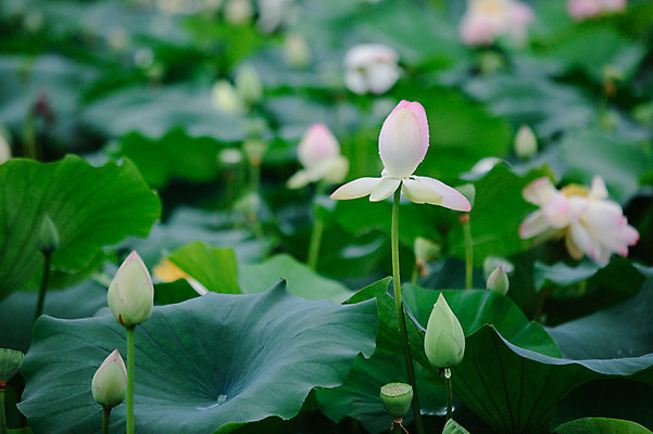 포토 JPG 주간 연꽃 사람없음 야외 비 연잎 감성 양평 세미원 국내포토 자연요소 꽃 컨셉 잎 날씨 수목원 경기도 파일형식