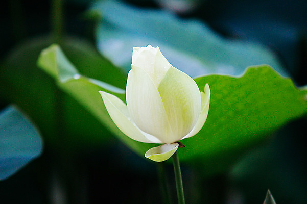포토 JPG 주간 연꽃 사람없음 야외 비 연잎 감성 양평 세미원 국내포토 자연요소 꽃 컨셉 잎 날씨 수목원 경기도 파일형식