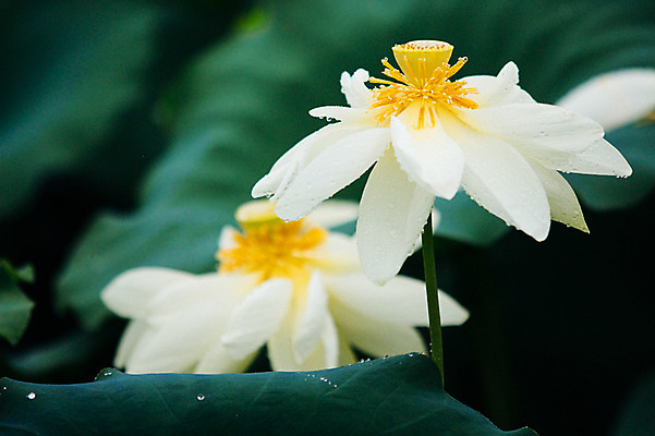 포토 JPG 주간 연꽃 사람없음 야외 비 연잎 감성 양평 세미원 국내포토 자연요소 꽃 컨셉 잎 날씨 수목원 경기도 파일형식