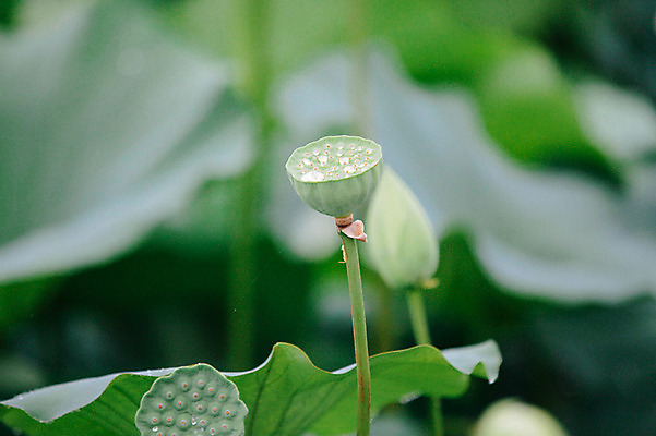 포토 JPG 주간 연꽃 사람없음 야외 비 연잎 감성 양평 세미원 국내포토 자연요소 꽃 컨셉 잎 날씨 수목원 경기도 파일형식