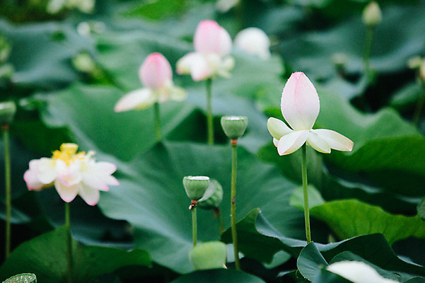 포토 JPG 주간 연꽃 사람없음 야외 비 연잎 감성 양평 세미원 국내포토 자연요소 꽃 컨셉 잎 날씨 수목원 경기도 파일형식