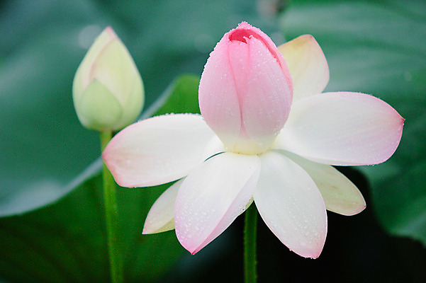 포토 JPG 주간 연꽃 사람없음 야외 비 연잎 감성 양평 세미원 국내포토 자연요소 꽃 컨셉 잎 날씨 수목원 경기도 파일형식