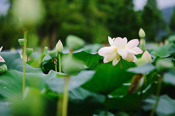 포토 JPG 주간 연꽃 사람없음 야외 비 연잎 감성 양평 세미원 국내포토 자연요소 꽃 컨셉 잎 날씨 수목원 경기도 파일형식