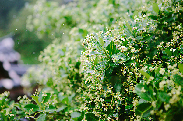 포토 JPG 주간 꽃 사람없음 야외 풀잎 비 감성 양평 세미원 국내포토 자연요소 식물 컨셉 잎 날씨 풀_식물 수목원 경기도 파일형식