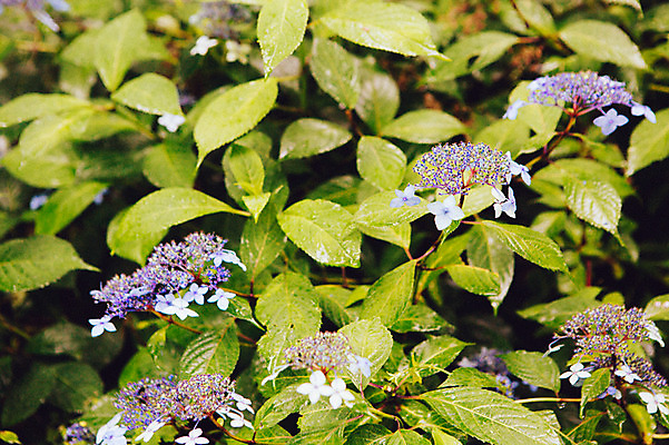 포토 JPG 주간 꽃 사람없음 야외 풀잎 비 감성 수국 양평 세미원 국내포토 자연요소 식물 컨셉 잎 날씨 풀_식물 수목원 경기도 파일형식