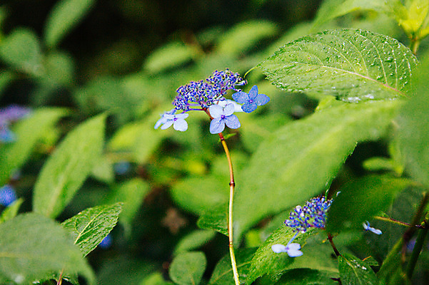 포토 JPG 주간 꽃 나뭇잎 사람없음 야외 아웃포커스 비 감성 수국 양평 세미원 국내포토 자연요소 식물 컨셉 잎 날씨 촬영기법 수목원 경기도 파일형식