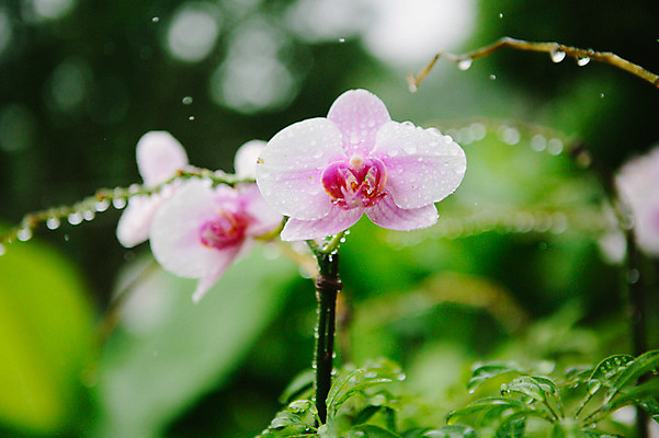 포토 JPG 주간 사람없음 야외 빗방울 호접란 감성 국내포토 자연요소 꽃 컨셉 비_날씨 파일형식