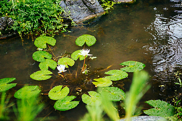 포토 JPG 주간 연꽃 사람없음 야외 연못 비 연잎 감성 양평 세미원 국내포토 자연요소 꽃 컨셉 잎 날씨 수목원 경기도 파일형식