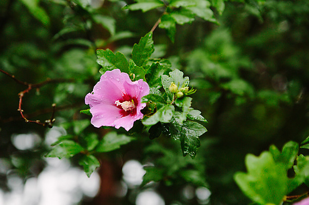 포토 JPG 주간 사람없음 야외 비 감성 무궁화 광복절 국내포토 자연요소 꽃 컨셉 날씨 공휴일 국경일 파일형식