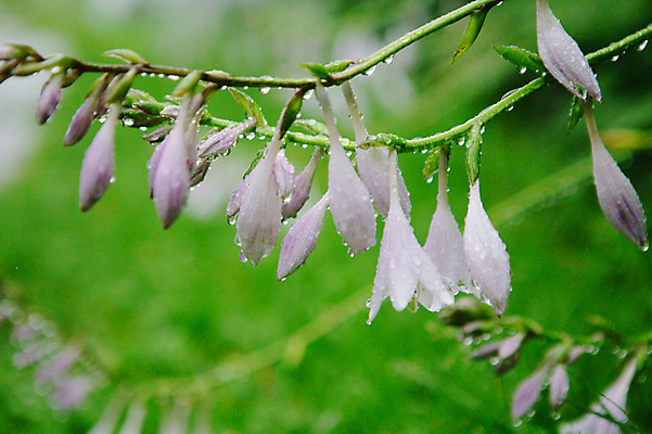 포토 JPG 주간 꽃 사람없음 야외 빗방울 감성 비비추 국내포토 자연요소 식물 컨셉 비_날씨 파일형식