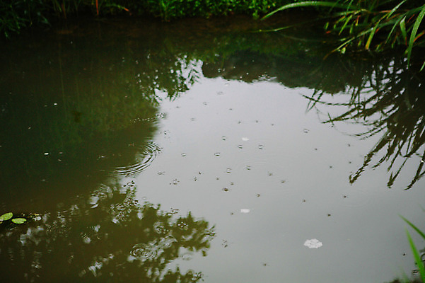 포토 JPG 주간 사람없음 야외 물 연못 비 감성 소금쟁이 국내포토 자연요소 곤충 컨셉 날씨 파일형식