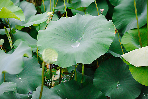 포토 JPG 주간 사람없음 야외 빗방울 연잎 감성 양평 세미원 국내포토 자연요소 컨셉 잎 비_날씨 수목원 경기도 파일형식