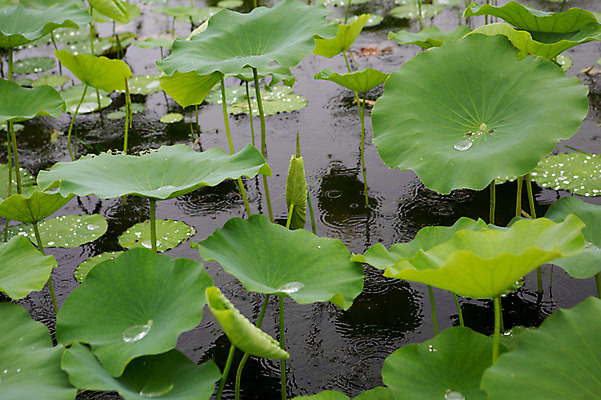 포토 JPG 주간 사람없음 야외 빗방울 연잎 감성 양평 세미원 국내포토 자연요소 컨셉 잎 비_날씨 수목원 경기도 파일형식