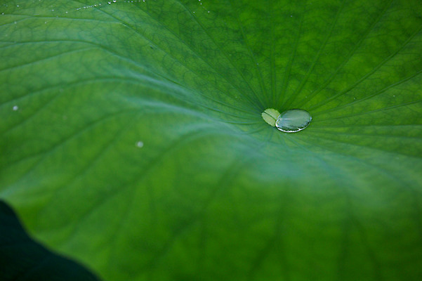 포토 JPG 주간 사람없음 야외 빗방울 연잎 감성 양평 세미원 국내포토 자연요소 컨셉 잎 비_날씨 수목원 경기도 파일형식