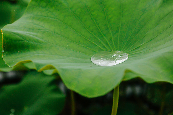 포토 JPG 주간 사람없음 야외 빗방울 연잎 감성 양평 세미원 국내포토 자연요소 컨셉 잎 비_날씨 수목원 경기도 파일형식