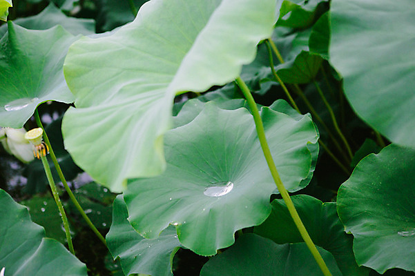 포토 JPG 주간 사람없음 야외 빗방울 연잎 감성 양평 세미원 국내포토 자연요소 컨셉 잎 비_날씨 수목원 경기도 파일형식