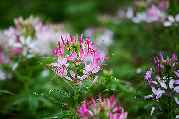 포토 JPG 주간 꽃 사람없음 야외 비 감성 바늘꽃 국내포토 자연요소 식물 컨셉 날씨 파일형식