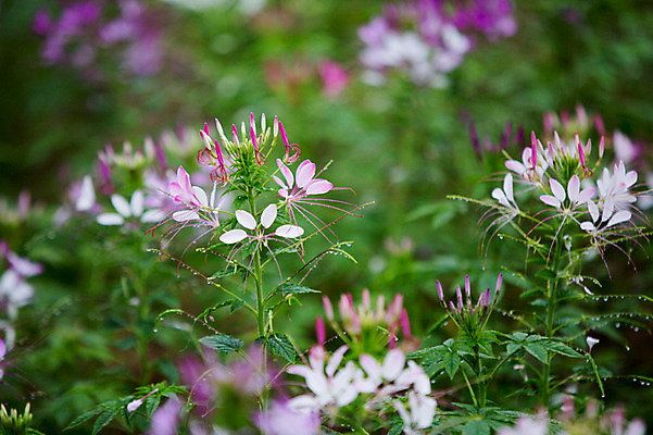 포토 JPG 주간 꽃 사람없음 야외 비 감성 바늘꽃 국내포토 자연요소 식물 컨셉 날씨 파일형식