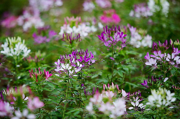 포토 JPG 주간 꽃 사람없음 야외 비 감성 바늘꽃 국내포토 자연요소 식물 컨셉 날씨 파일형식