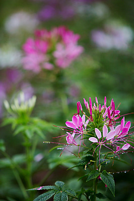 포토 JPG 주간 꽃 사람없음 야외 비 감성 바늘꽃 국내포토 자연요소 식물 컨셉 날씨 파일형식