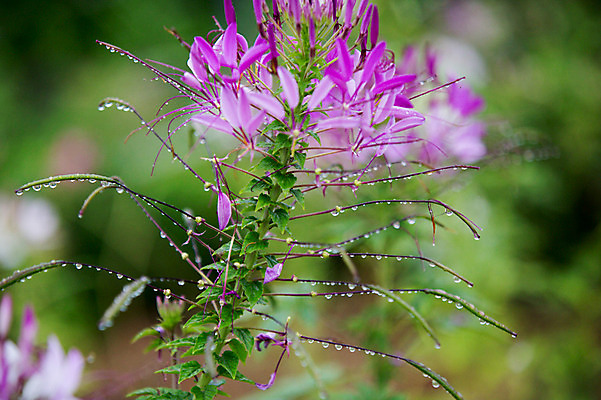 포토 JPG 주간 꽃 사람없음 야외 비 감성 바늘꽃 국내포토 자연요소 식물 컨셉 날씨 파일형식