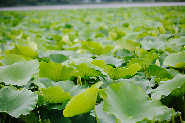 포토 JPG 주간 사람없음 야외 비 연잎 감성 양평 세미원 국내포토 자연요소 컨셉 잎 날씨 수목원 경기도 파일형식