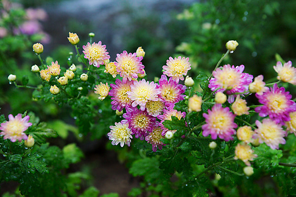 포토 JPG 주간 꽃 사람없음 야외 비 감성 국내포토 자연요소 식물 컨셉 날씨 파일형식