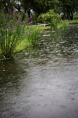 포토 JPG 주간 꽃 사람없음 야외 개울 빗방울 감성 국내포토 자연요소 식물 컨셉 강 비_날씨 파일형식