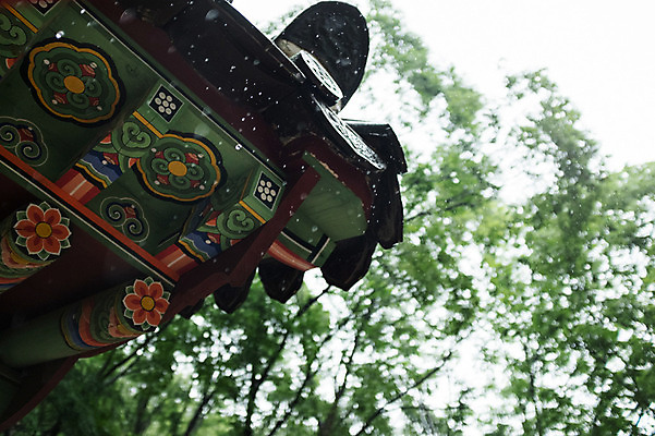 포토 JPG 주간 나무 풍경 사람없음 야외 빗방울 처마 지붕처마 수종사 국내포토 자연요소 식물 지붕 한국 사찰 비_날씨 파일형식