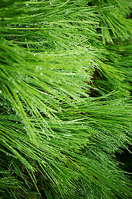 포토 JPG 주간 사람없음 야외 소나무 빗방울 솔잎 국내포토 자연요소 나무 잎 비_날씨 파일형식