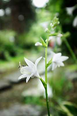 포토 JPG 주간 꽃 사람없음 야외 아웃포커스 들꽃 빗방울 국내포토 자연요소 식물 촬영기법 비_날씨 파일형식