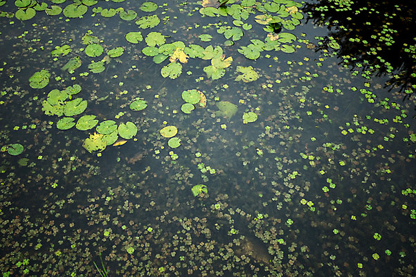 포토 JPG 주간 사람없음 야외 연못 비 연잎 개구리밥 국내포토 자연요소 식물 잎 날씨 파일형식