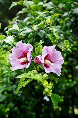 포토 JPG 주간 사람없음 야외 빗방울 무궁화 광복절 국내포토 자연요소 꽃 공휴일 비_날씨 국경일 파일형식