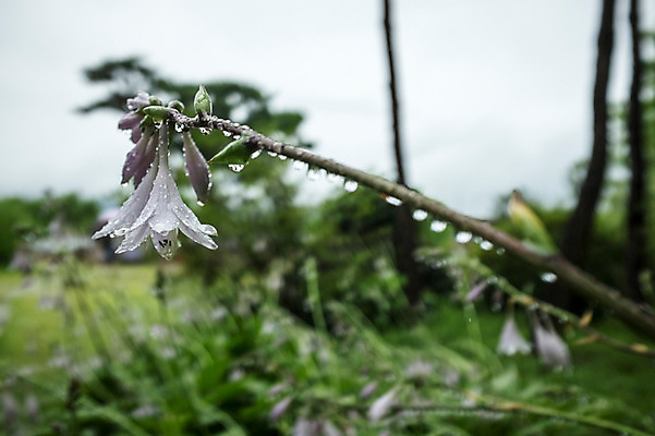 포토 JPG 주간 꽃 사람없음 야외 들꽃 빗방울 국내포토 자연요소 식물 비_날씨 파일형식