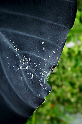 포토 JPG 주간 사람없음 야외 빗방울 연잎 양평 세미원 국내포토 자연요소 잎 비_날씨 수목원 경기도 파일형식