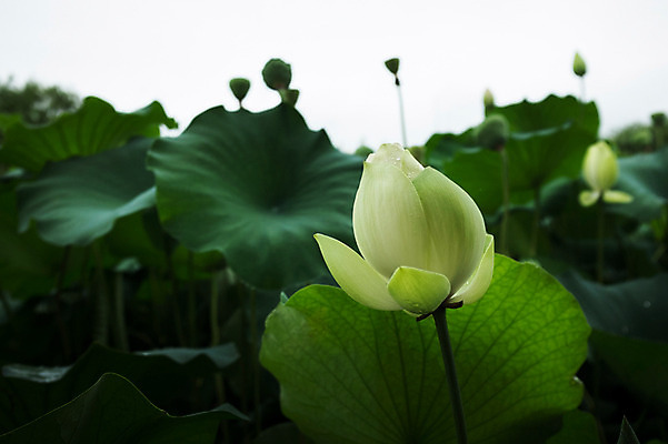 포토 JPG 주간 연꽃 사람없음 야외 비 연잎 양평 세미원 국내포토 자연요소 꽃 잎 날씨 수목원 경기도 파일형식