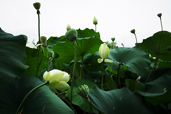 포토 JPG 주간 연꽃 사람없음 야외 비 연잎 양평 세미원 국내포토 자연요소 꽃 잎 날씨 수목원 경기도 파일형식