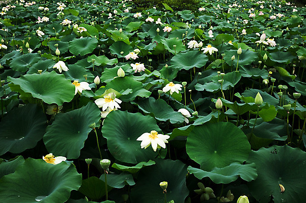 포토 JPG 주간 연꽃 사람없음 야외 비 연잎 양평 세미원 국내포토 자연요소 꽃 잎 날씨 수목원 경기도 파일형식