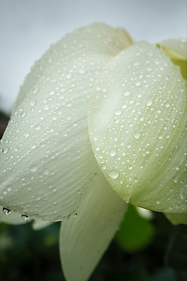 포토 JPG 주간 연꽃 근접촬영 사람없음 야외 비 양평 세미원 국내포토 자연요소 꽃 뷰포인트 날씨 수목원 경기도 파일형식