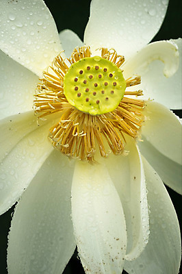 포토 JPG 주간 연꽃 근접촬영 사람없음 야외 비 양평 세미원 국내포토 자연요소 꽃 뷰포인트 날씨 수목원 경기도 파일형식