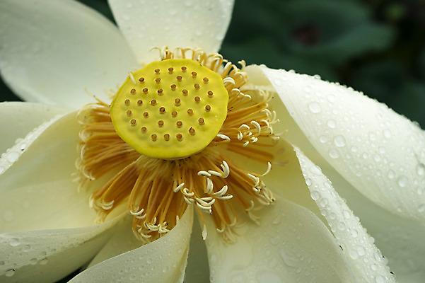 포토 JPG 주간 연꽃 근접촬영 사람없음 야외 비 양평 세미원 국내포토 자연요소 꽃 뷰포인트 날씨 수목원 경기도 파일형식